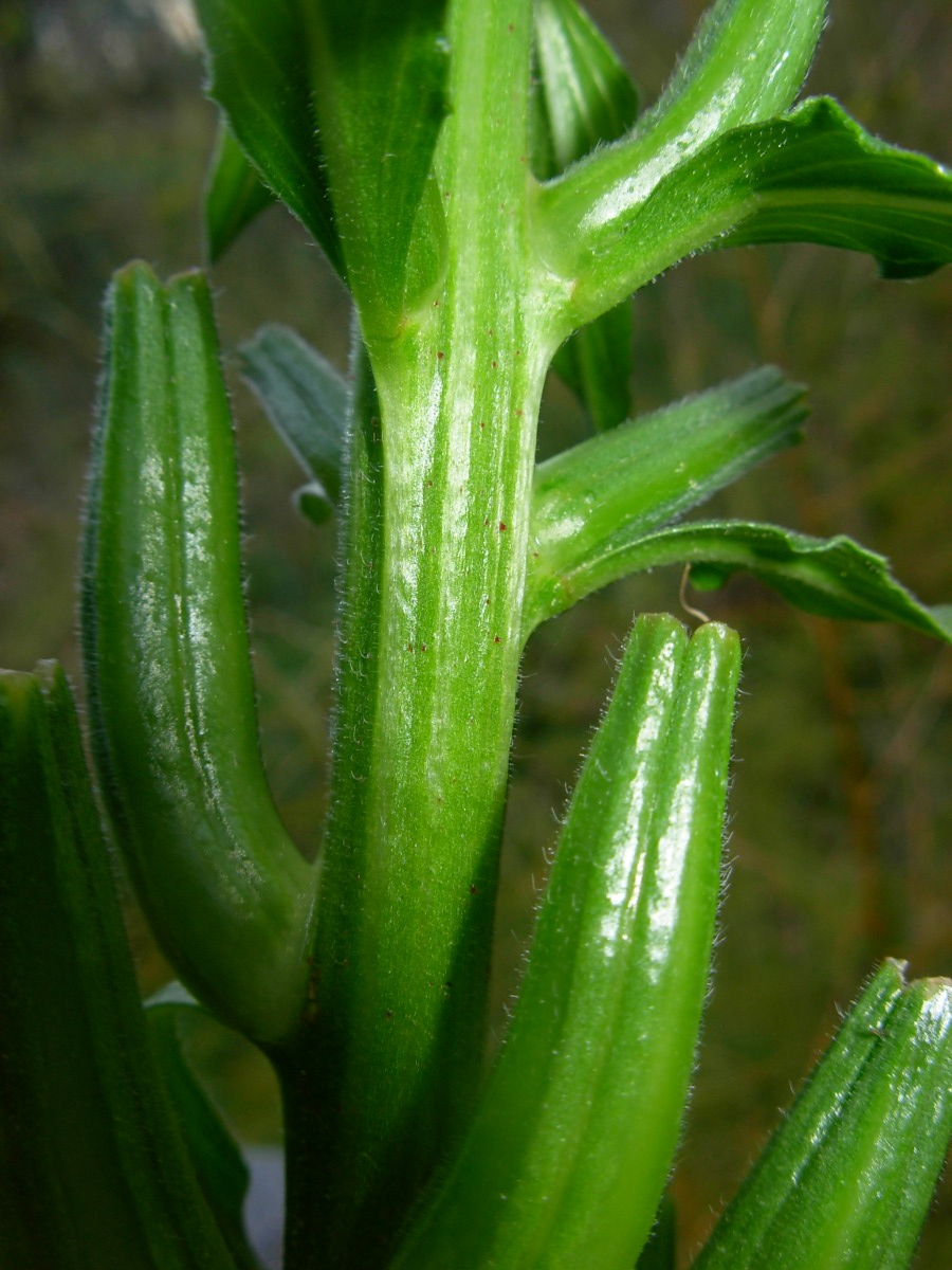 Oenothera stucchii / Enagra di Stucchi